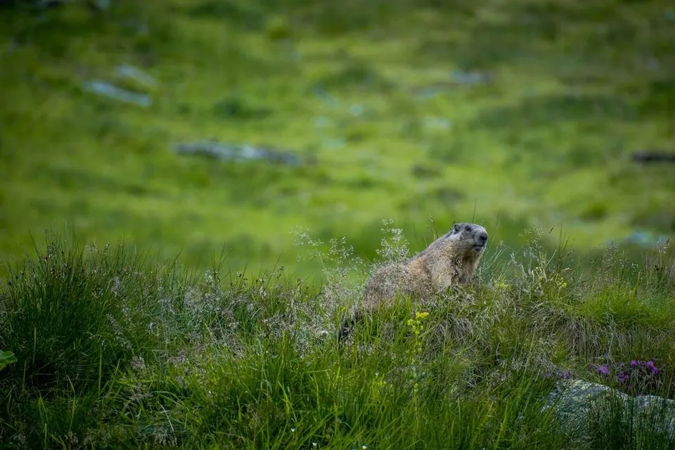 Cueillette des plantes de montagne – photo 3