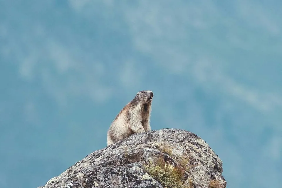 Soirée étoiles et marmottes à Cauterets – photo 1